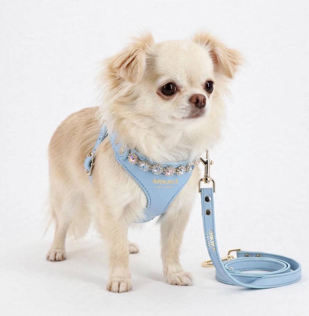 Chihuahua con arnés y correa color Sky Blue Suite