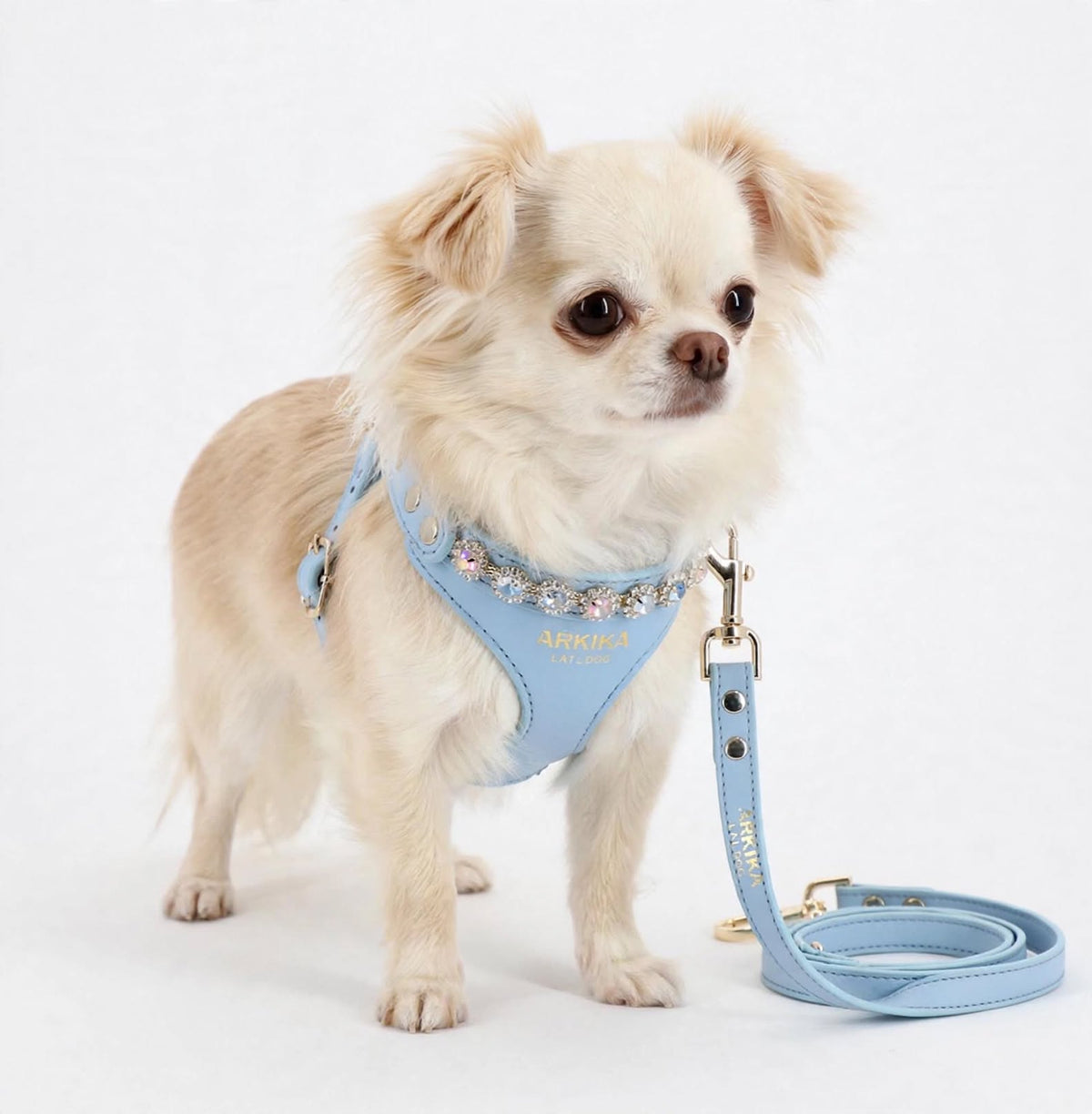 Chihuahua con arnés y correa color Sky Blue Suite