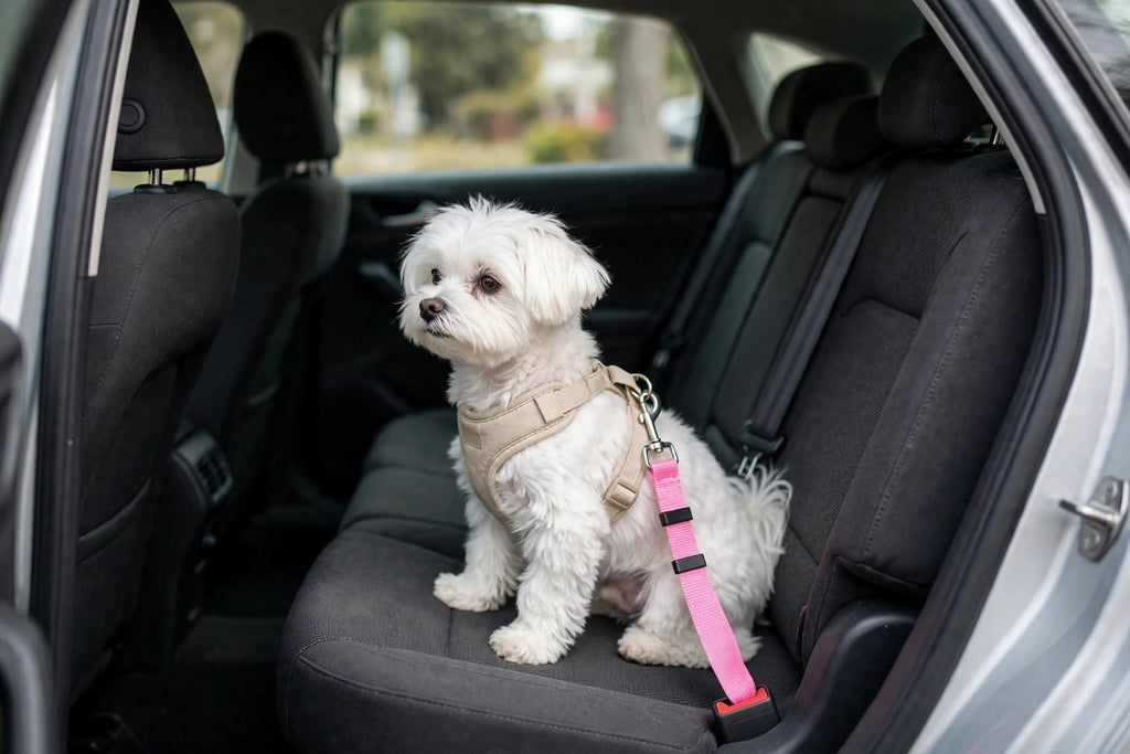 Perro con cinturón de seguridad rosa sujeto en el coche