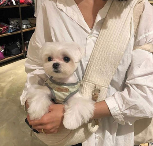  Perro dentro de una mochila transportín para mascotas