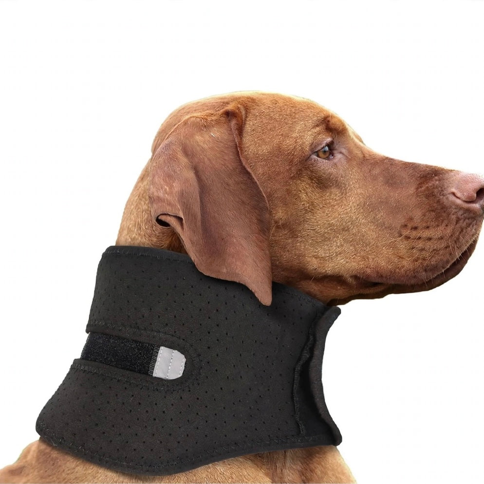 Perro con collarín negro protector