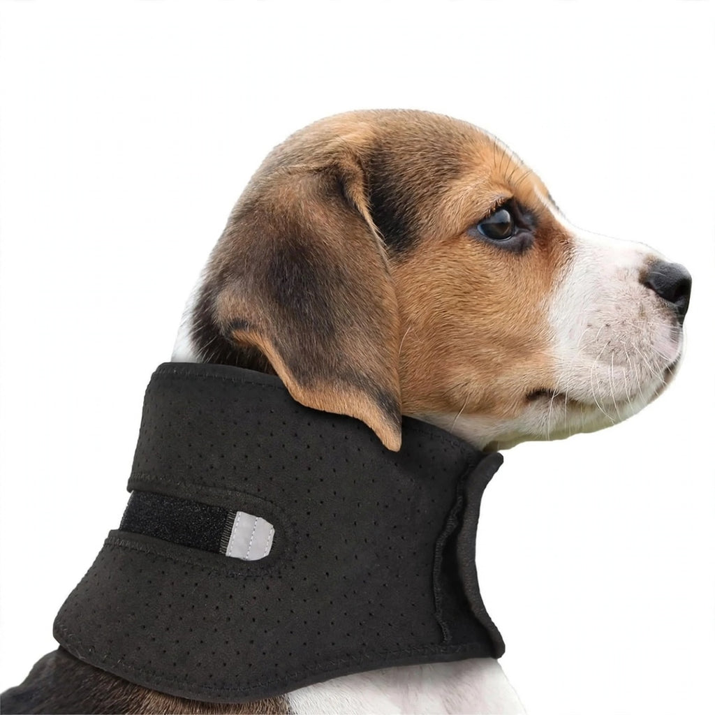 Perro con collarín negro protector 