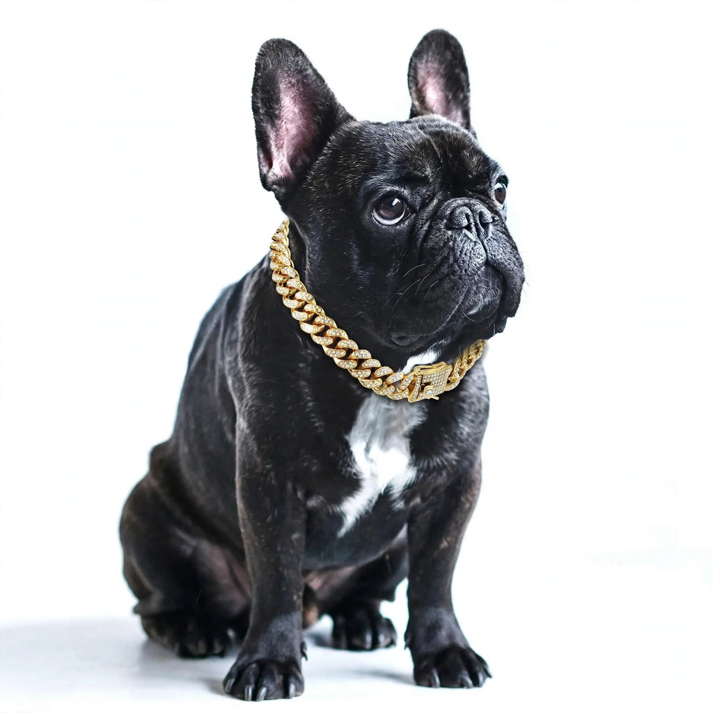 Perro con collar  dorado