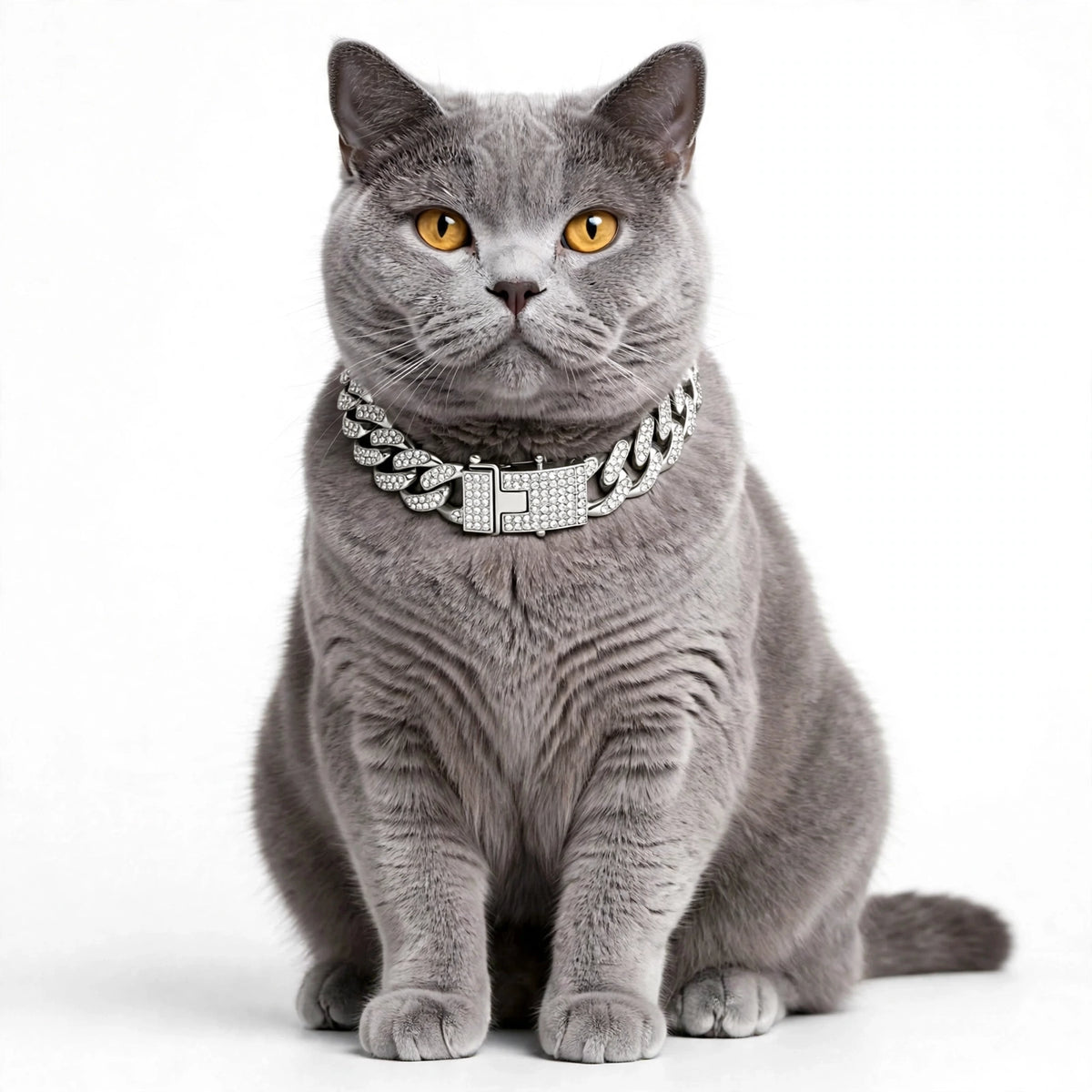 Gato con collar plateado 
